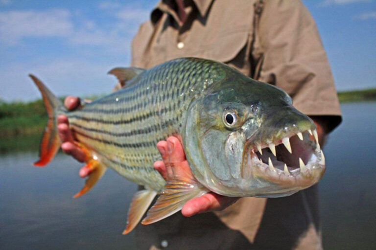 full day zambezi fishing