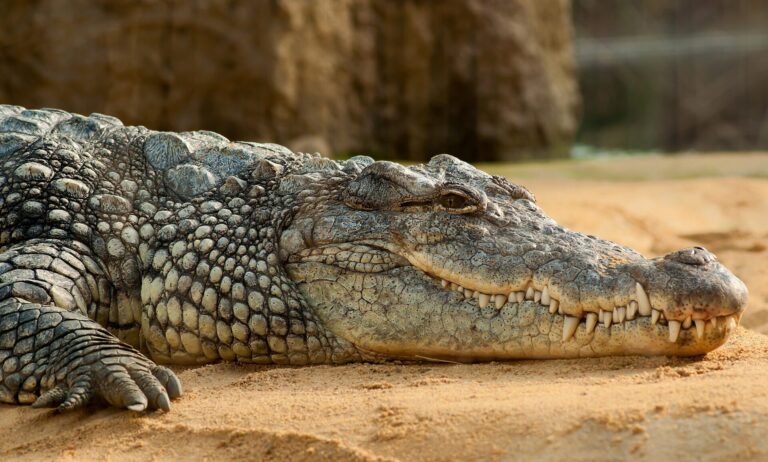 crocodile park activity